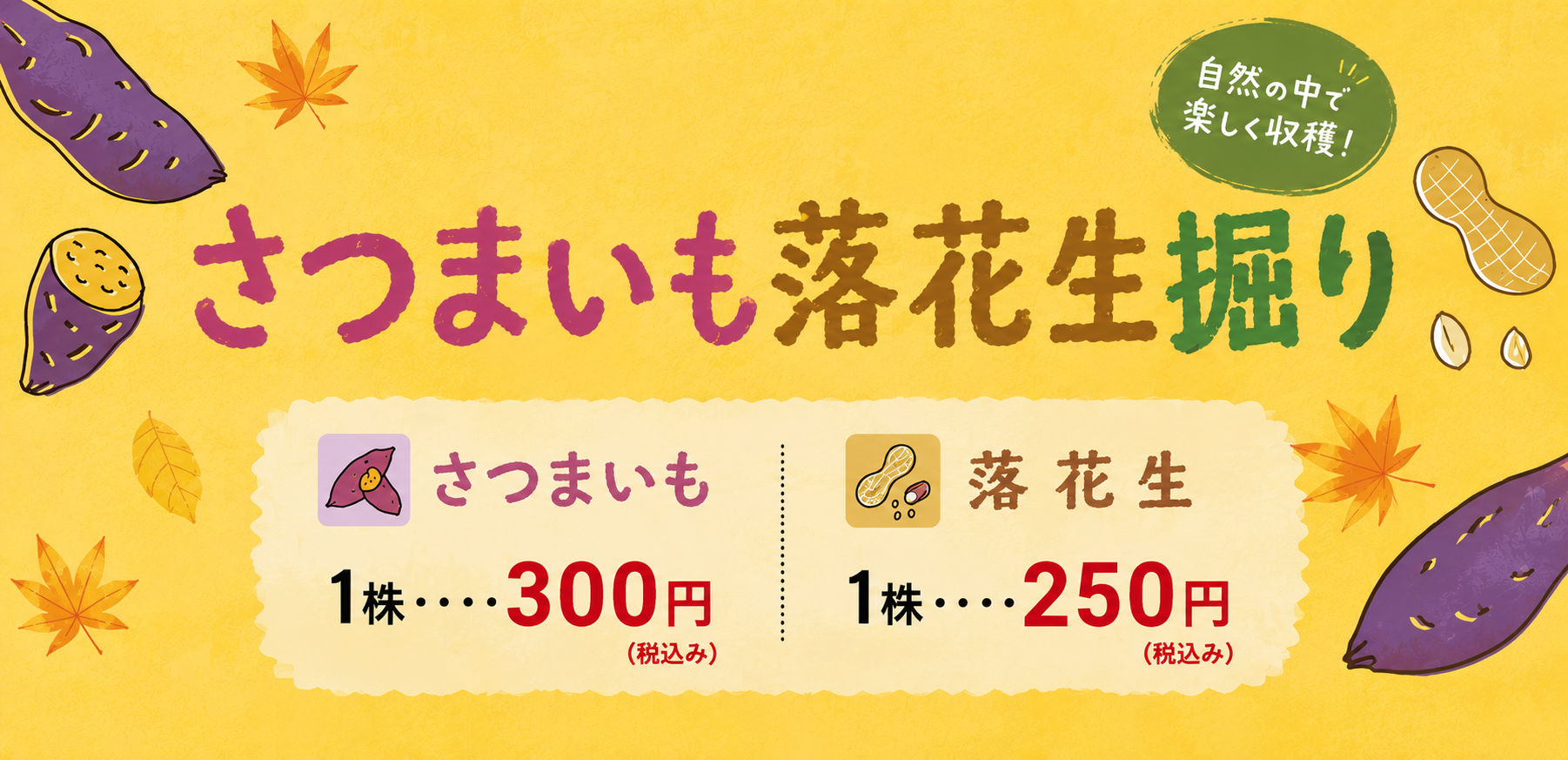 さつまいも落花生掘り